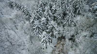 森林覆盖着雪

